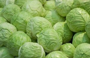 Капустная передозировка: чем на самом деле она опасна