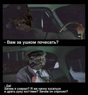 Среда – не повод для грусти! Заряжаемся позитивом с мемами и шутками!