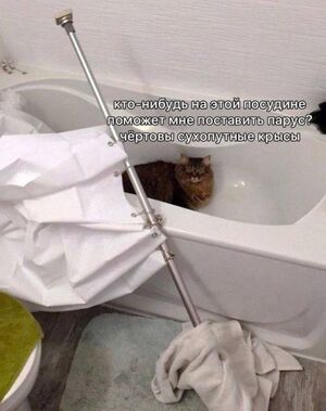 Самые новые картинки с надписями и комментарии из социальных сетей для настроения!