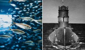 Как селёдка чуть не стала причиной международного конфликта и как природа разыграла военных: Операция «Веселящий газ»