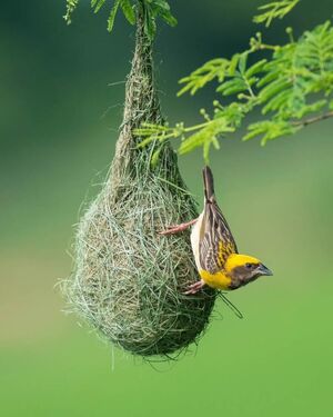 Индийский фотограф Абхиджит Мишра делает фотографии птиц, внушающие благоговейный трепет (25 фото)