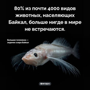 Фауна Байкала уникальна