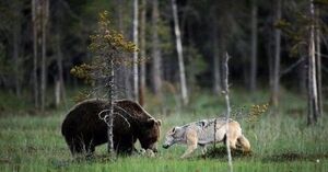 Где в средней полосе России больше всего волков и медведей?