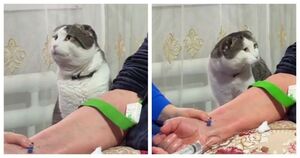 Пушистый ангел-хранитель: Кот тронул сердца медиков своей преданностью