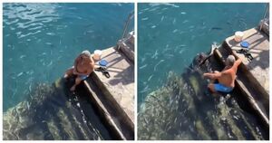 Дружба на мелководье: Мужчина кормит ската с рук