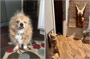 15 фото животных, которые одновременно выглядят нелепо и очаровательно