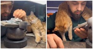 От уличной жизни к славе: Рыжий помощник ювелира покоряет интернет