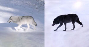 Как северные олени замечают волков на снегу