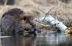 Как бобры сохранили природу и сэкономили чиновникам 1,2 млн долларов без бюрократических преград