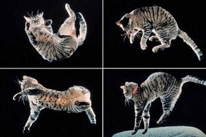 Высокоскоростная съемка помогла раскрыть секрет кошачьей акробатики