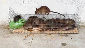 Ловушка для мелких грызунов своими руками