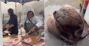 Вежливый морской лев: ежедневный гость рыбака