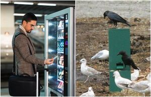 Разовьёт лудоманию и накормит птицу за бумажку: 5 неожиданных фактов о торговых автоматах