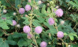 Учёные обнаружили, что растения могут считать дни