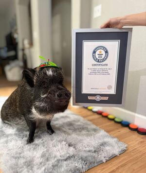 Мерлин, говорящий поросёнок, покоряет интернет и сердца миллионов!