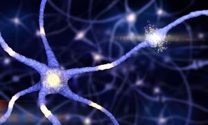 Мозг мыши вернулся к жизни после глубокой заморозки впервые в истории