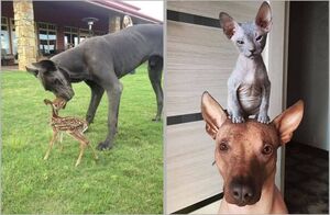 15 доказательств, что дружба в природе не подчиняется никаким правилам