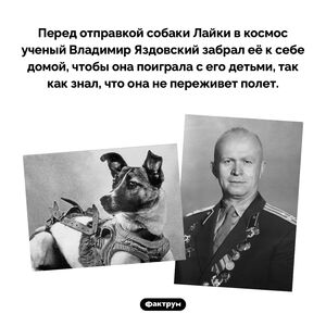 Собака Лайка и добрый ученый