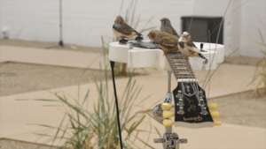 Люди и животные совпали в музыкальных предпочтениях