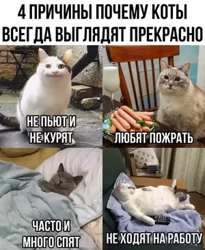 Понедельник? Не беда! Зарядись позитивом с нашим мега-сборником шуток и мемов!