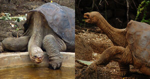 Одинокий Джордж