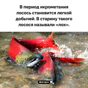 Что такое «лох»