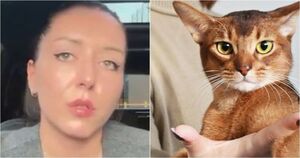 Дело о дискриминации русского кота: суд встал на сторону пушистого