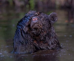 От смеха до умиления: опубликованы снимки финалистов премии Nature Photography Contest в номинации «Забавная природа»