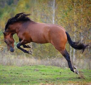 Почему нельзя поить лошадь сразу после скачки