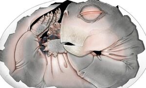 Ископаемое яйцо возрастом 250 миллионов лет впервые доказало, что предки млекопитающих откладывали яйца