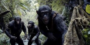 «Гражданская война» среди шимпанзе в Уганде: беспрецедентный раскол в сообществе приматов