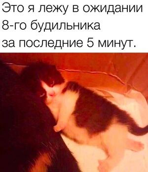 Понедельник? Не беда! Зарядись позитивом с лучшими мемами!