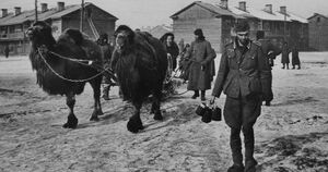 Верблюды Великой Отечественной войны