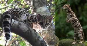 Кошки плачут, как дети, чтобы заманить и убить свою добычу