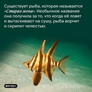 Пятница — время смеяться! Уморительная подборка мемов для отличного настроения