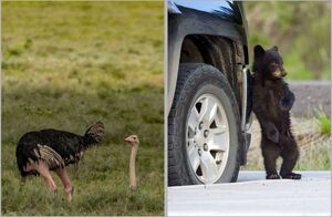 12 фотографий, доказывающих, что у животных есть чувство юмора