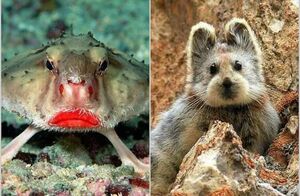 Лягушкороты и другие: 10 смешных животных, которые живут на нашей планете