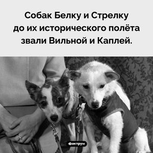 Как звали собак Белку и Стрелку до полёта