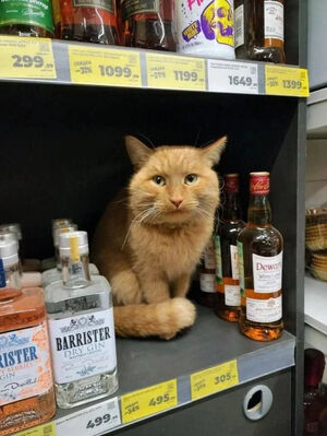 Середина недели — идеальное время для дозы позитива! 