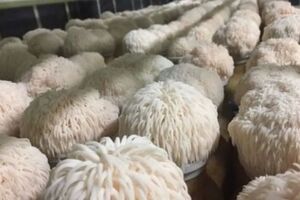 «Львиная грива»: гриб, который может помочь мозгу