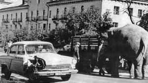 Необычный гость в Архангельске: слониха Рези и таксист, который спешил