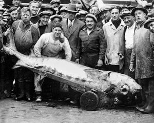 Гигантский осётр у берегов Вирджинии: история одного невероятного улова 1928 года