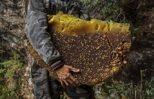 Почему гималайские пчёлы делают мёд, вызывающий галлюцинации