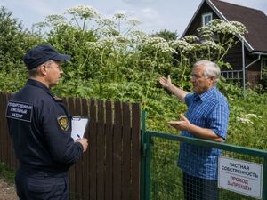 Борщевик Сосновского: от сельскохозяйственного «чуда» до экологической угрозы