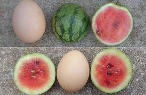 Селекционеры вывели арбузы величиной с куриное яйцо