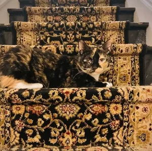 Животные, которые сливаются с окружающей средой как настоящие профессионалы (16 фото)