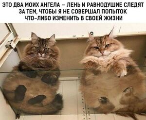 Понедельник? Не беда! Заряжаемся позитивом с нашей порцией отборного юмора!