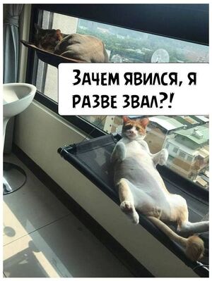 Поднимаем настроение: порция юмора, чтобы день стал чуточку светлее