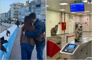 15 фото: коты на работе, которые справляются лучше своих коллег