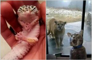 15 фото животных, которые рассмешат кого угодно